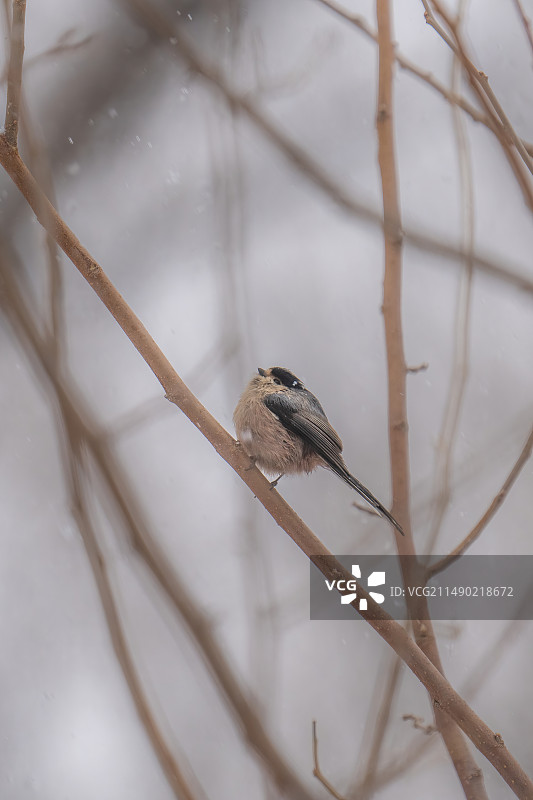 雪中树枝上的银喉长尾山雀图片素材