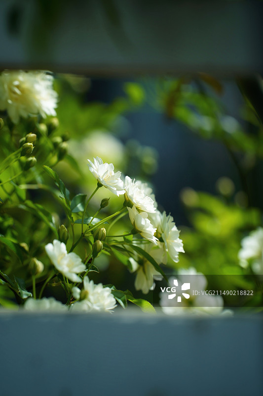 春天的白色木香图片素材