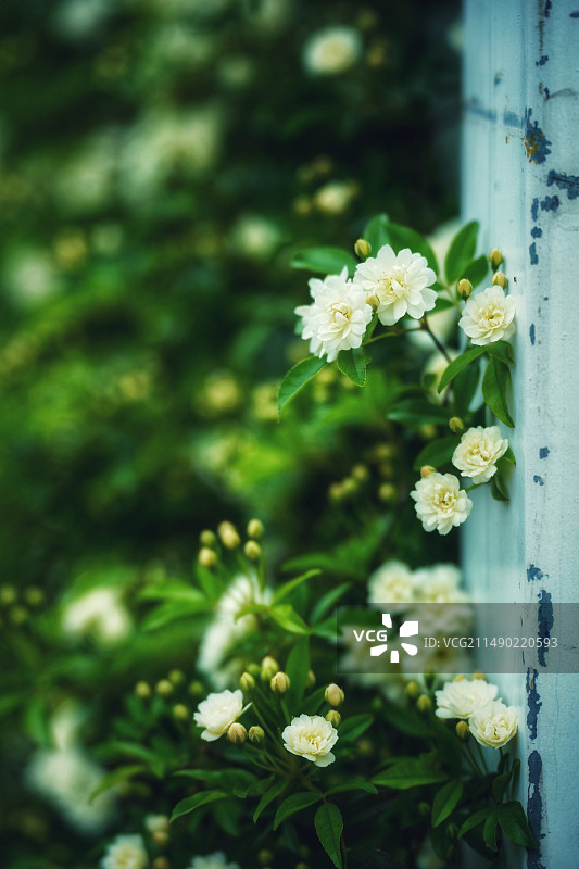 春天的白色木香图片素材