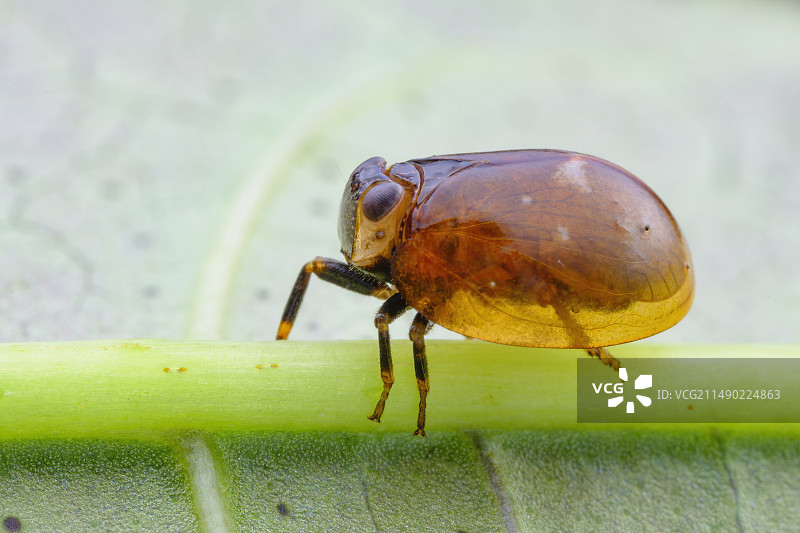瓢蜡蝉图片素材
