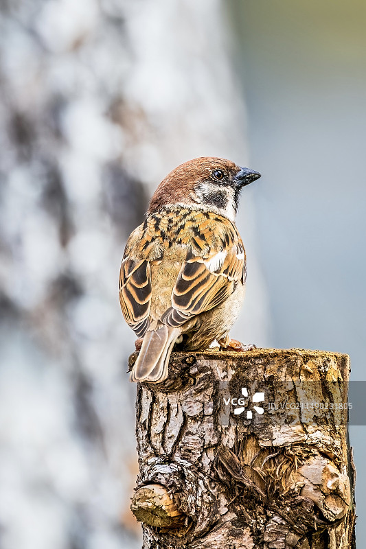 小白鹭 麻雀 乌鸫图片素材