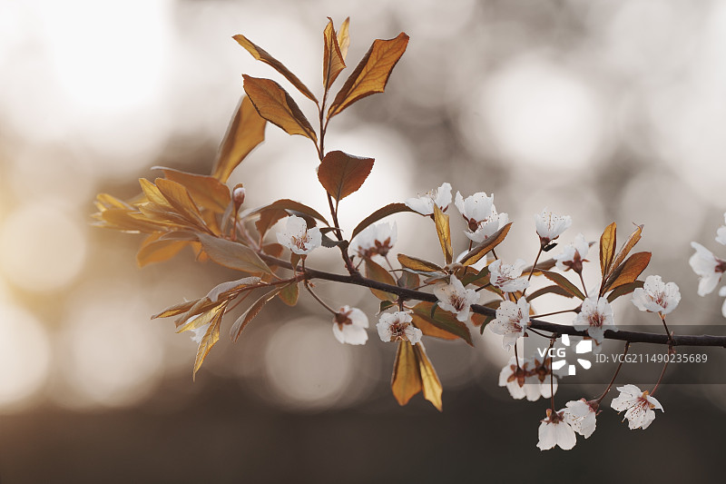 紫叶李图片素材