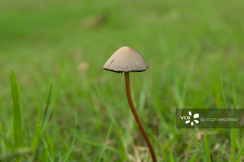 珠三角地区的蘑菇，狗尿苔图片素材