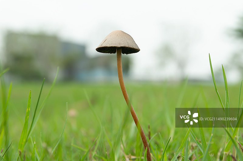 珠三角地区的蘑菇，狗尿苔图片素材