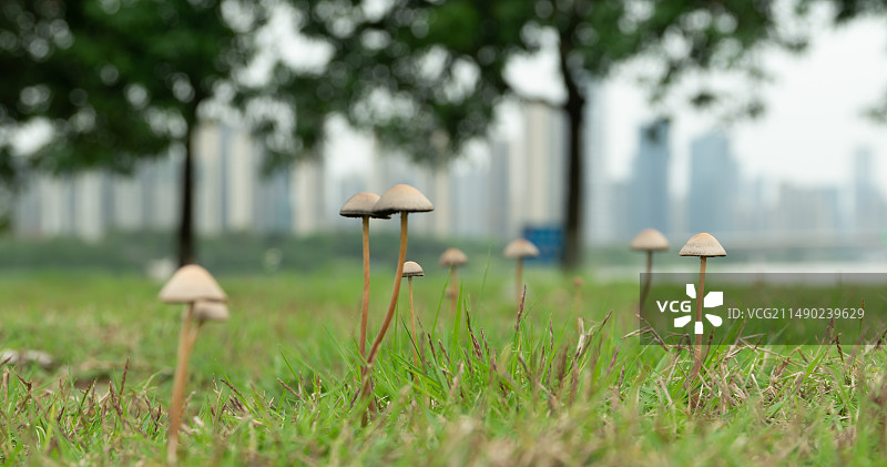 珠三角地区的蘑菇，狗尿苔图片素材