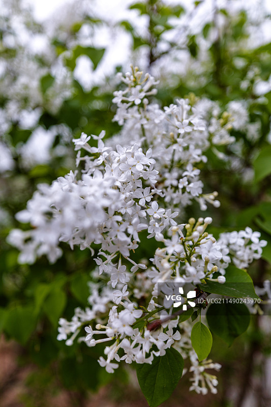 丁香花特写镜头图片素材