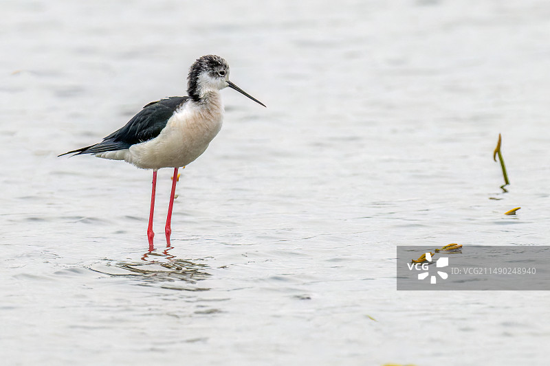 黑翅长脚鹬图片素材