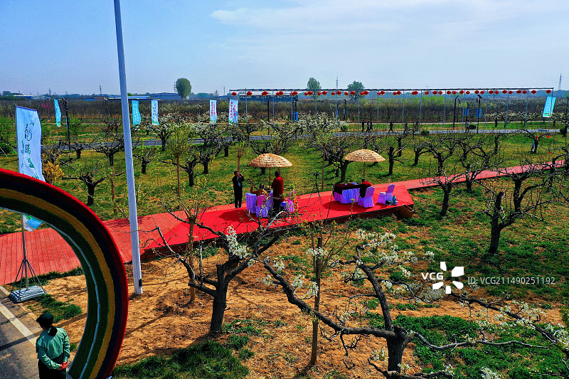 雄安新区雄县万亩梨花节开幕马蹄湾村图片素材