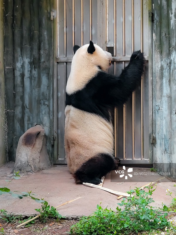 广州动物园站在门口的熊猫图片素材