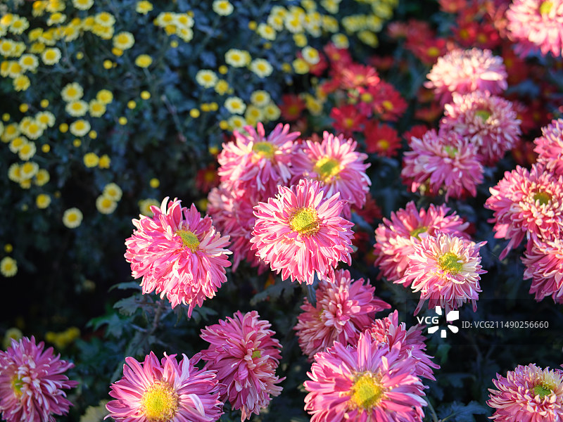 阳光下的三色菊花图片素材
