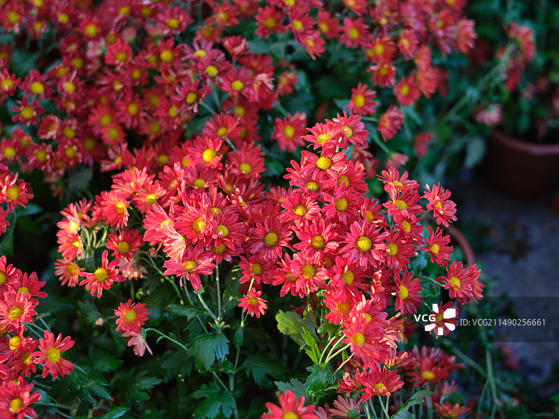 阳光下的红色菊花图片素材