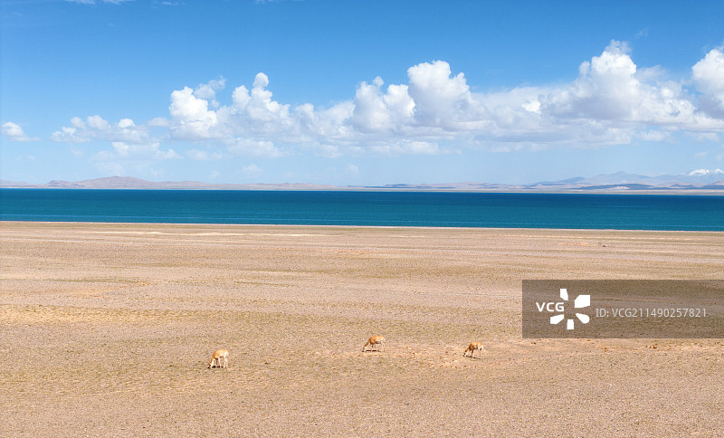 高原湖泊旁的藏羚羊图片素材