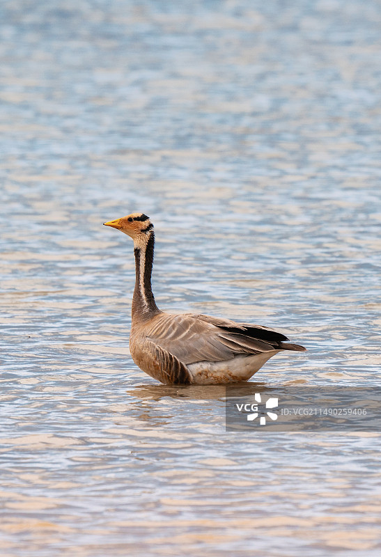 鸭子在湖上游泳的特写镜头图片素材
