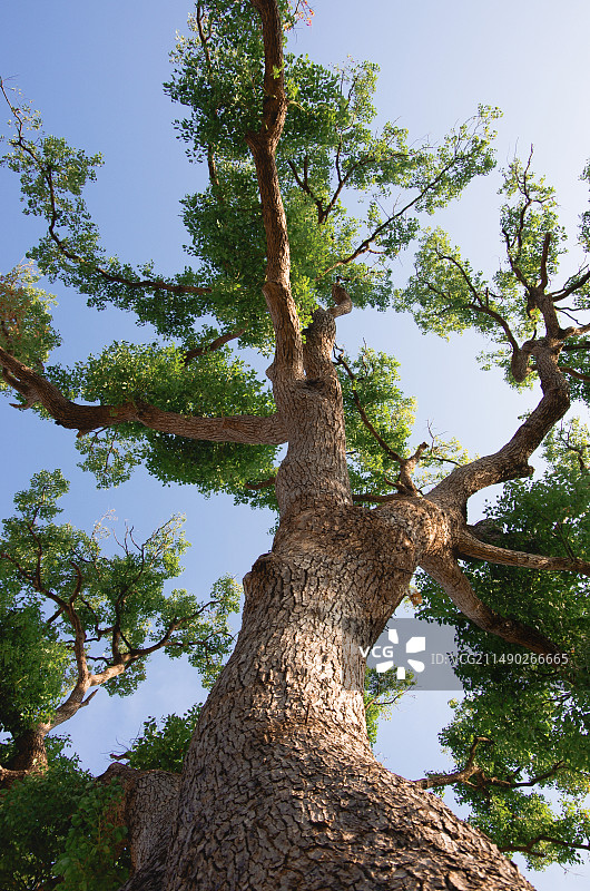 树对天的低角度视图图片素材