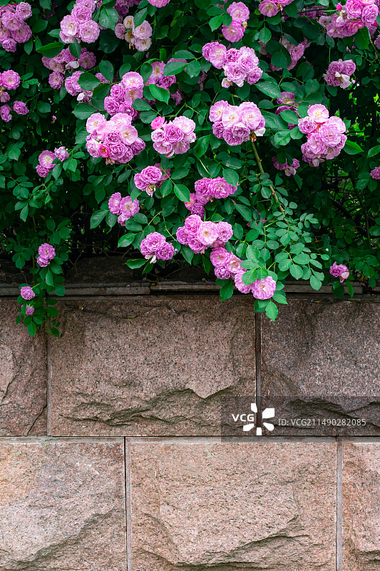 中国野生植物拍摄主题，绿化带园林里粉红色的红蔷薇花和盛开的花朵特写，户外无人图像摄影图片素材