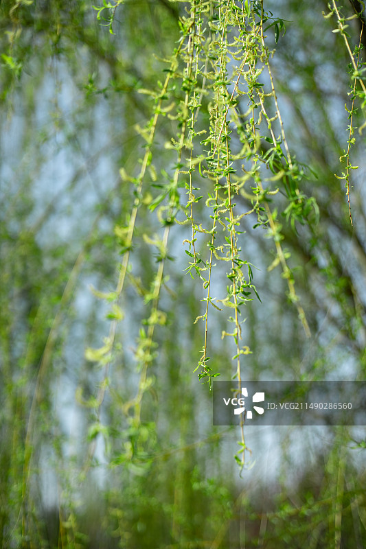中国野生植物拍摄主题，柳树上的鲜嫩的柳枝和枝芽，户外白昼无人图像摄影图片素材