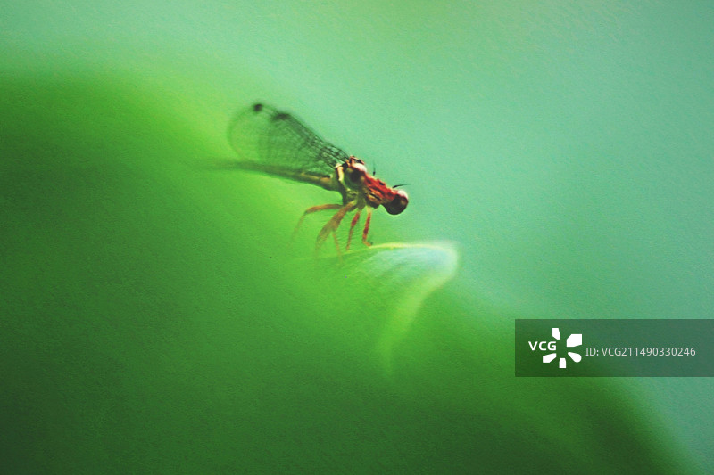 夏日豆娘图片素材