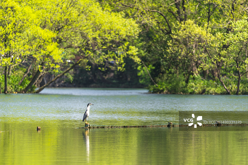 江南杭州西湖浴鹄湾景区湖面上的水禽水鸟夜鹭图片素材