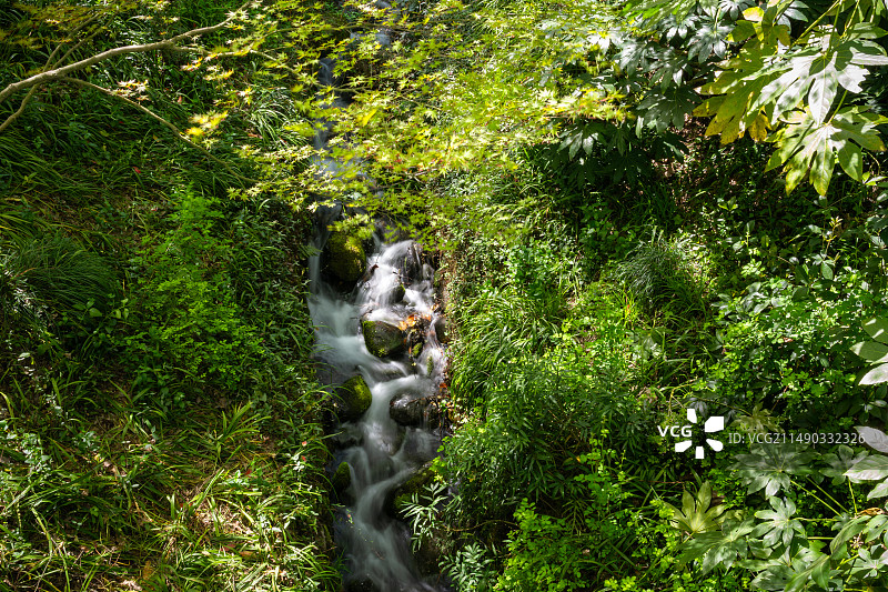 春天户外的山涧溪流与绿色枫树图片素材