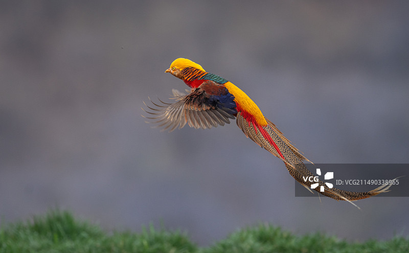 红腹锦鸡图片素材