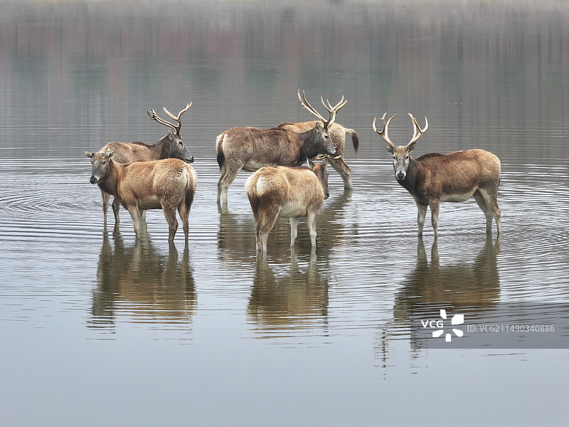 湖边的麋鹿图片素材
