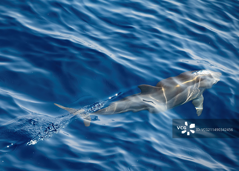 斯里兰卡追鲸之旅——海豚图片素材