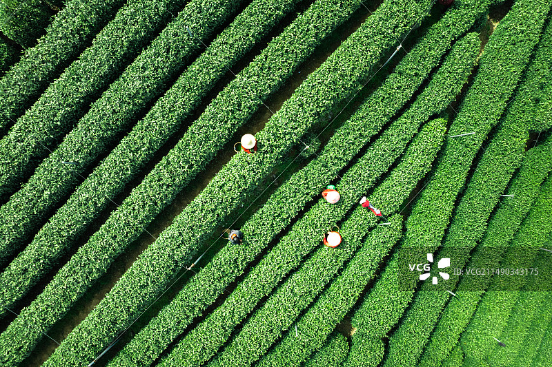 杭州西湖龙井翁家山春天茶园茶叶采茶田园自然风景图片素材