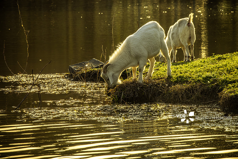 夕阳下的羊图片素材