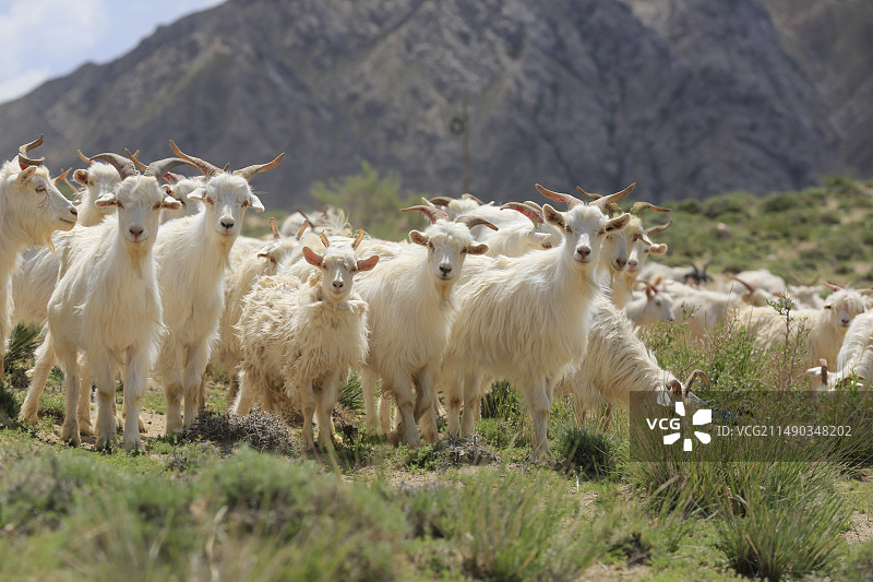 草原上的羊群图片素材