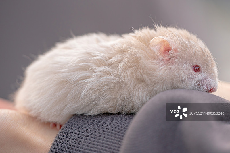 金丝熊图片素材