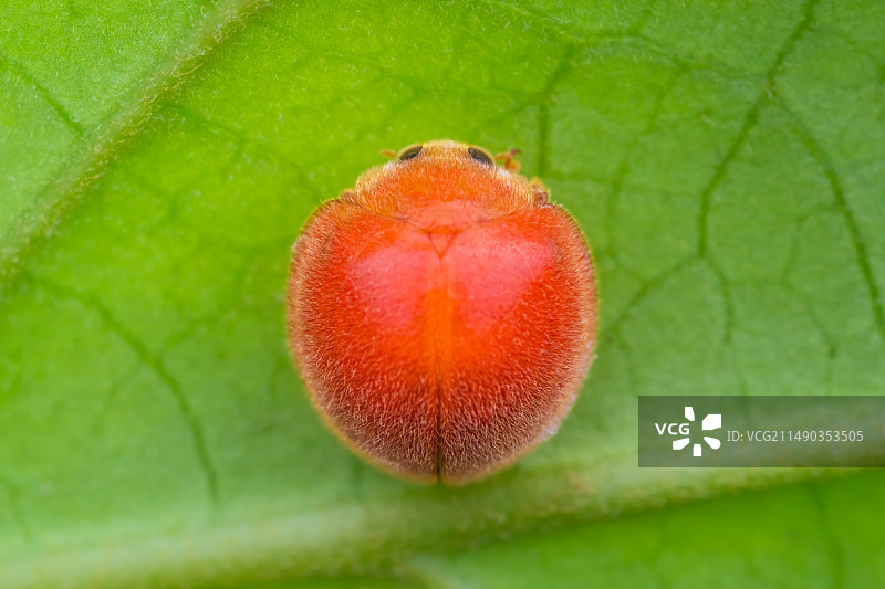 《瓢虫》图片素材