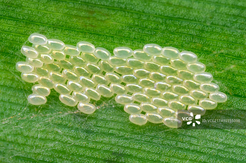 《啮虫卵》图片素材