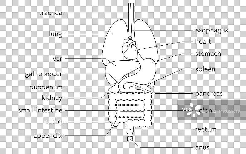 人体内部结构图图片素材