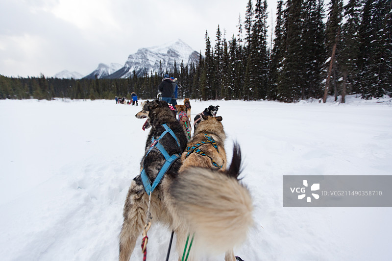 雪橇犬后视图图片素材