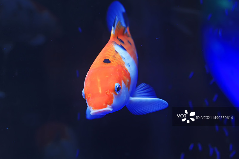 美丽的锦鲤图片素材