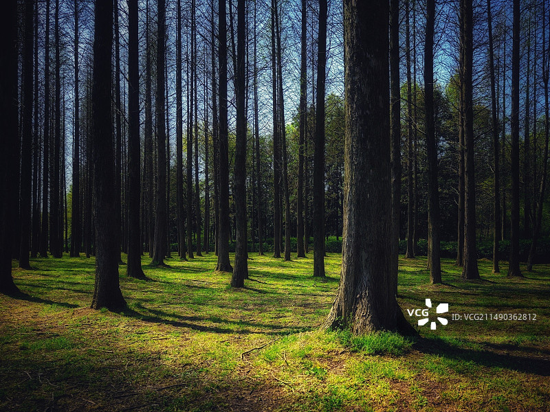 有阳光的树林图片素材