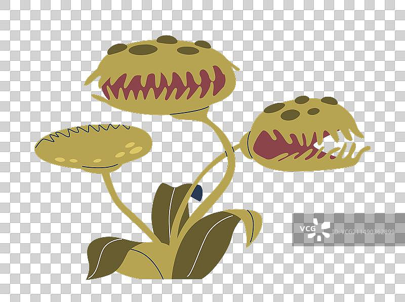 维纳斯捕蝇草是一种带铰链的食肉植物图片素材