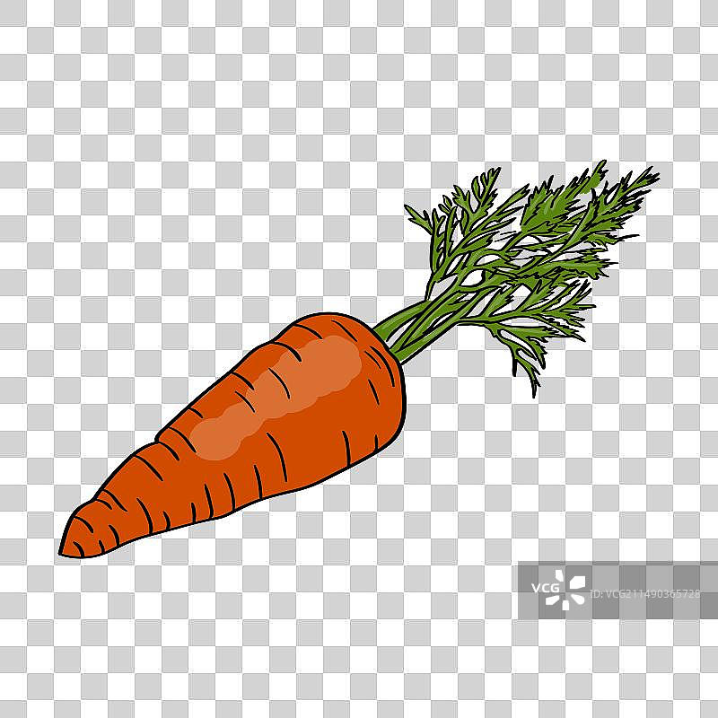 白色背景下的胡萝卜图片素材