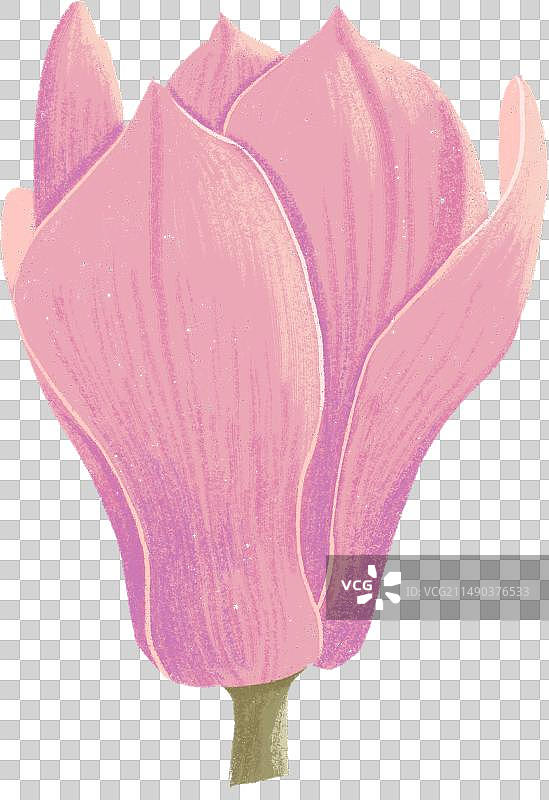 一朵半开的粉色玉兰花图片素材