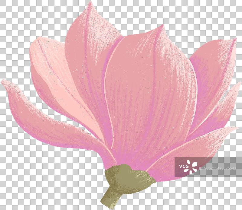 一朵盛开的粉色玉兰花图片素材