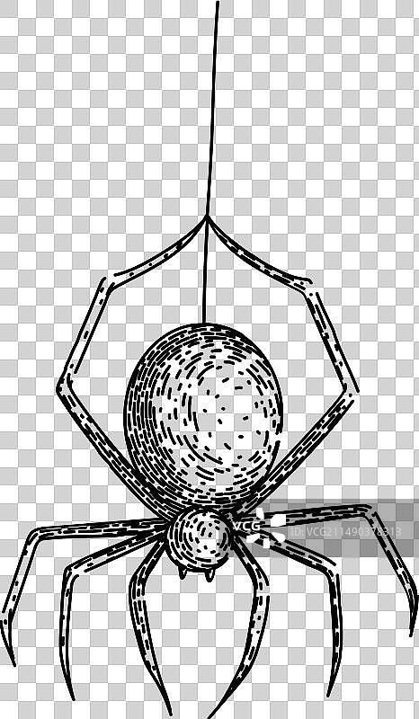 手绘蜘蛛草图图片素材