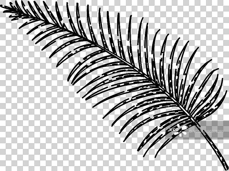 手绘热带棕榈叶图片素材