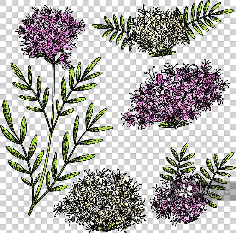 缬草手绘草图图片素材