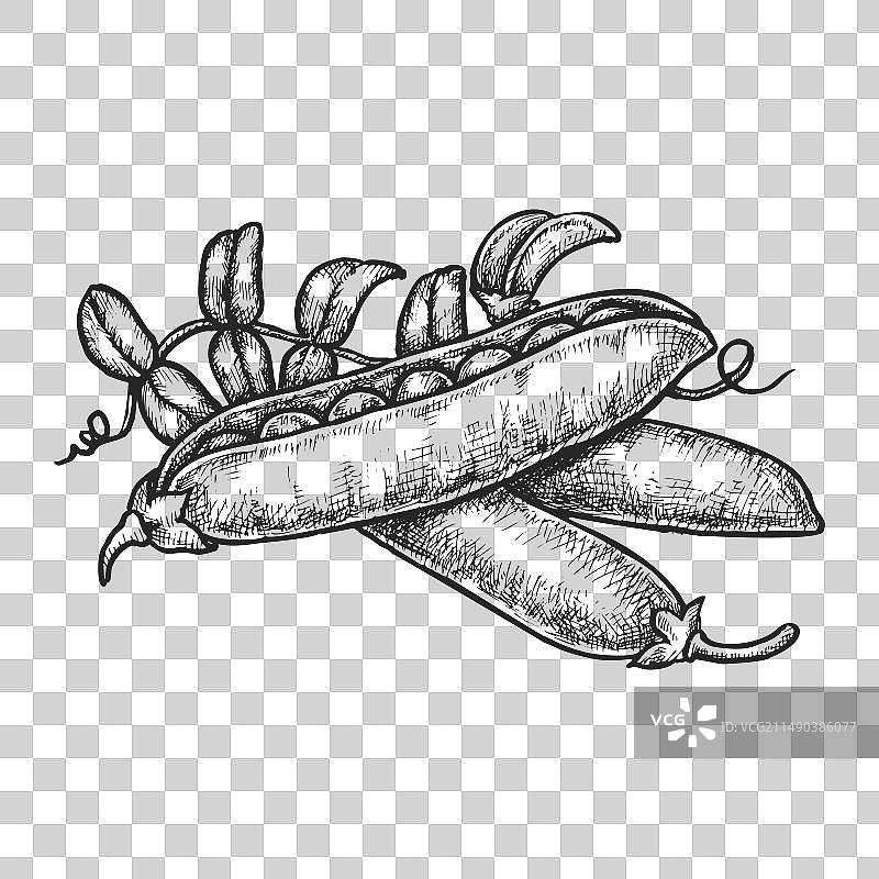 豌豆荚或豌豆种子豆类植物的素描图片素材