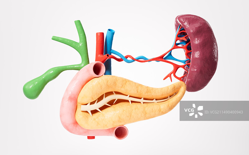 人体内脏消化胰腺胆囊脾脏器官解剖图3D渲染图片素材