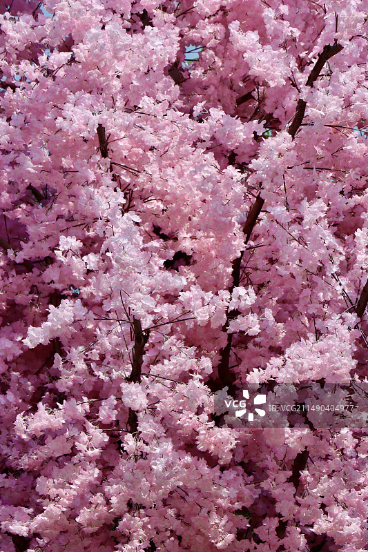 樱花浪漫图片素材