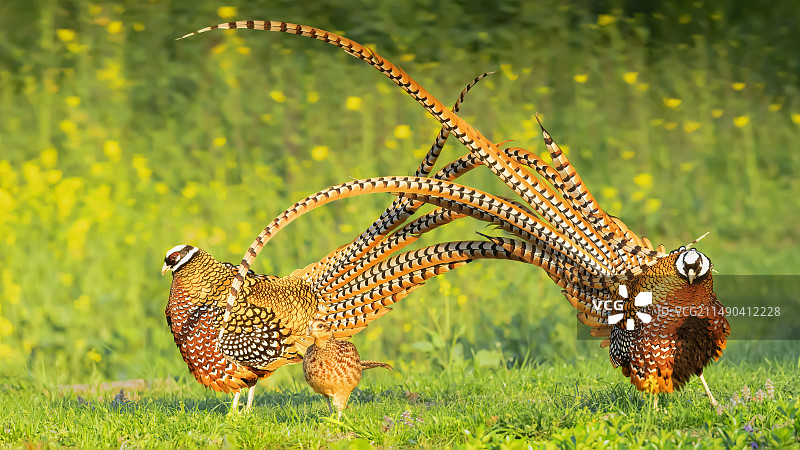 白冠长尾雉图片素材