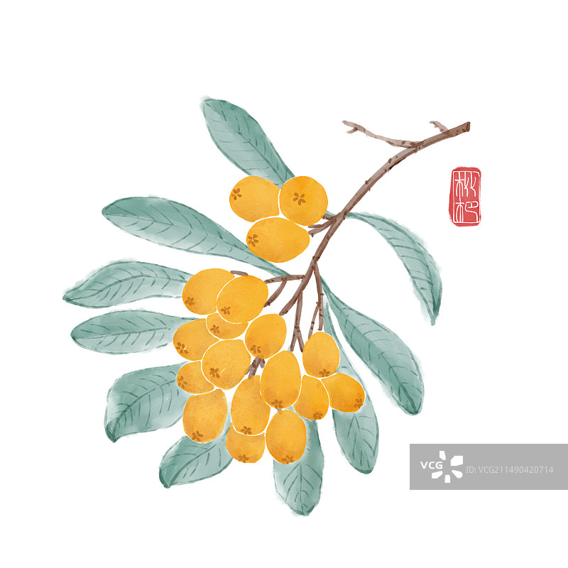 水果系列 枇杷图片素材
