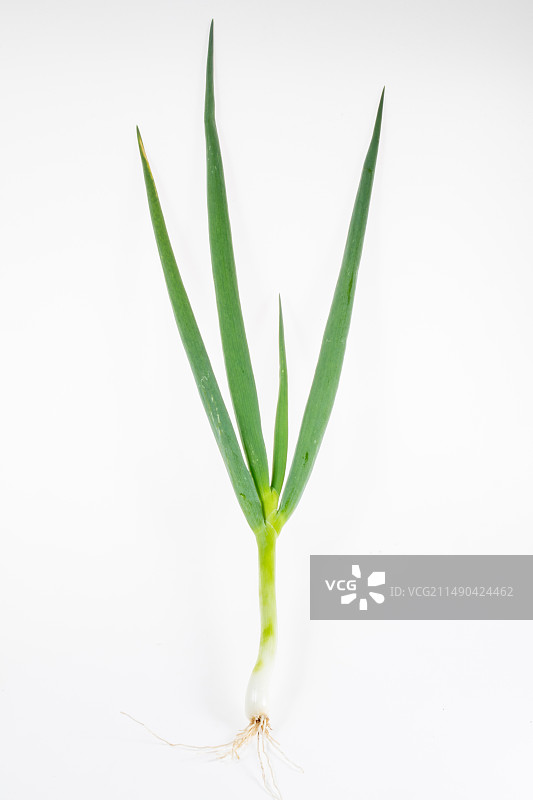 白色背景上的葱图片素材