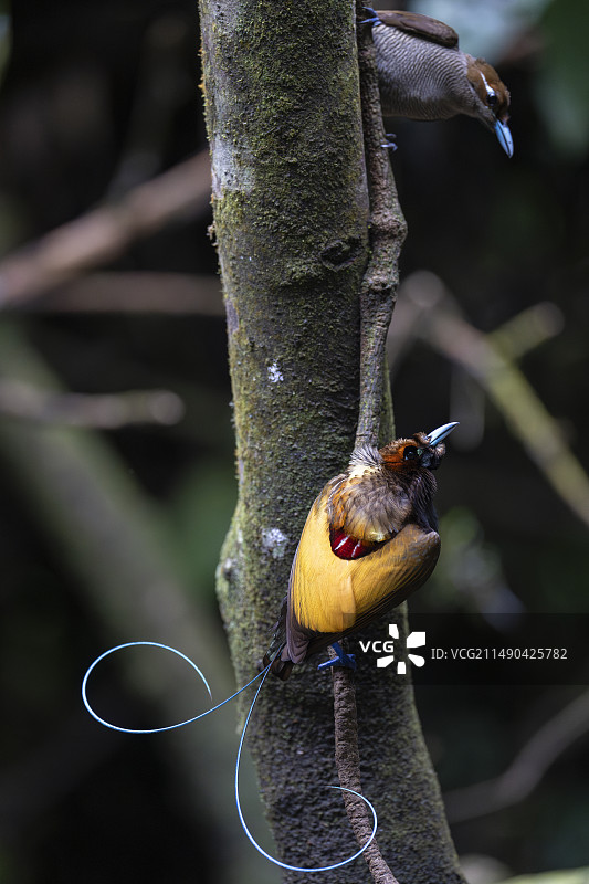 壮丽的极乐鸟图片素材